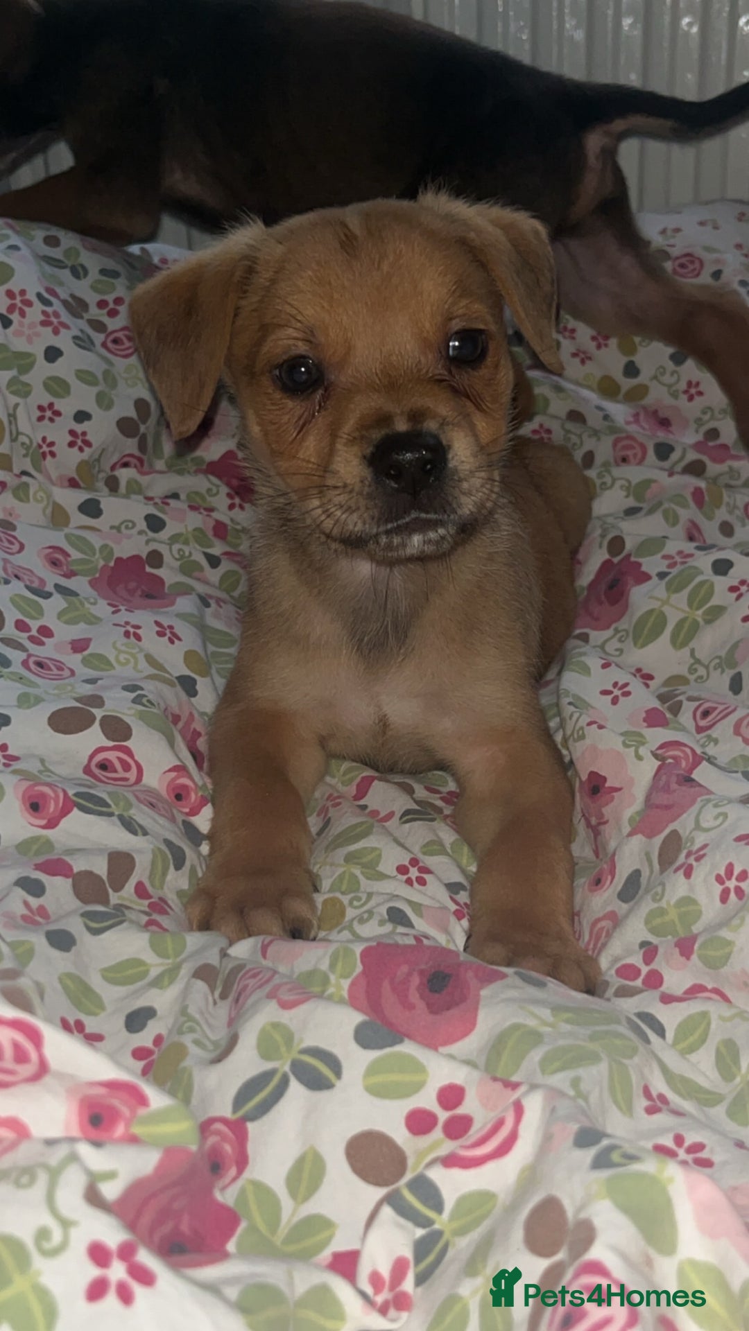 Mixed Breed dogs for sale: Two pretty pups for sale who deserve the best - Image 2