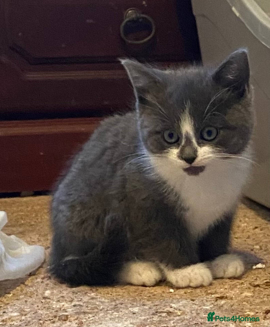 Mixed Breed cats for sale: Stunning part Siamese kittens ready now - Advert 7