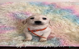 Goldador dogs for sale: Stunning litter of Goldador Puppies  - Image 23