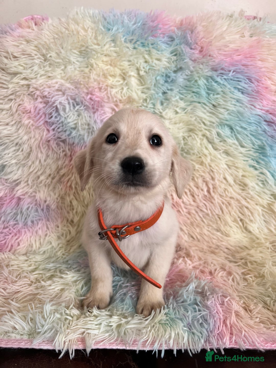 Goldador dogs for sale: Stunning litter of Goldador Puppies  - Image 23