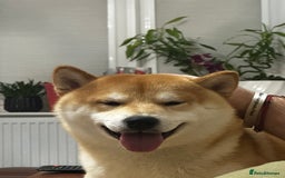 Japanese Shiba Inu dogs for stud: 18 months old Japanese Shiba Inu Stud Available - Image 10