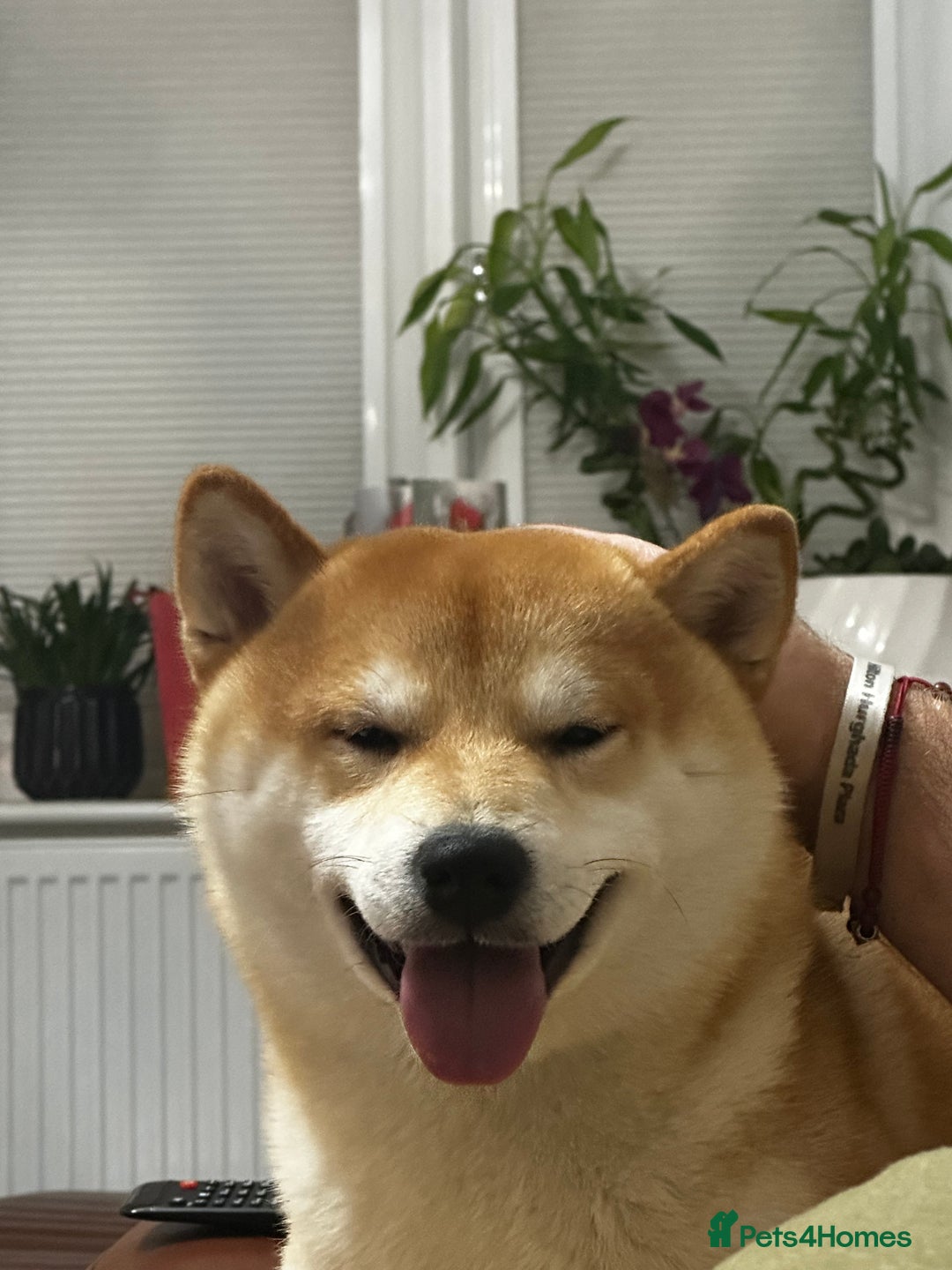 Japanese Shiba Inu dogs for stud: 18 months old Japanese Shiba Inu Stud Available - Image 10