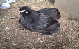 Chickens poultry for sale: Silkie and Silkie Pekin Hens - Image 1