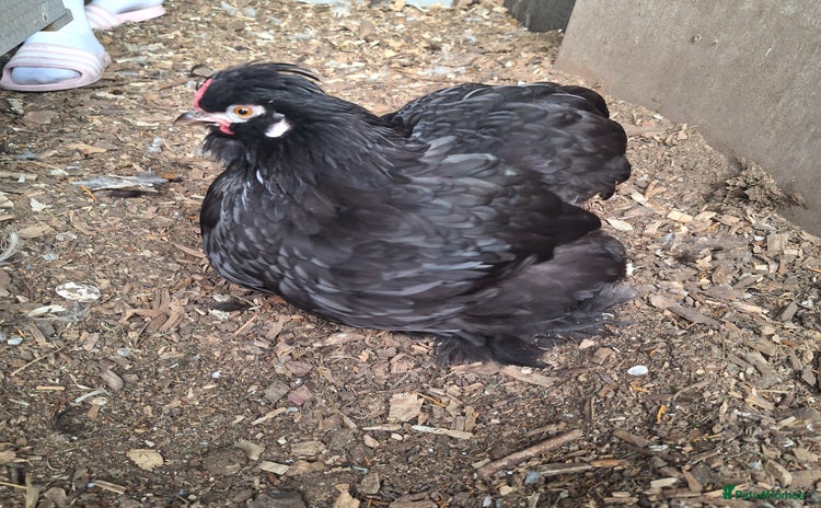 Chickens poultry - Advert 1
