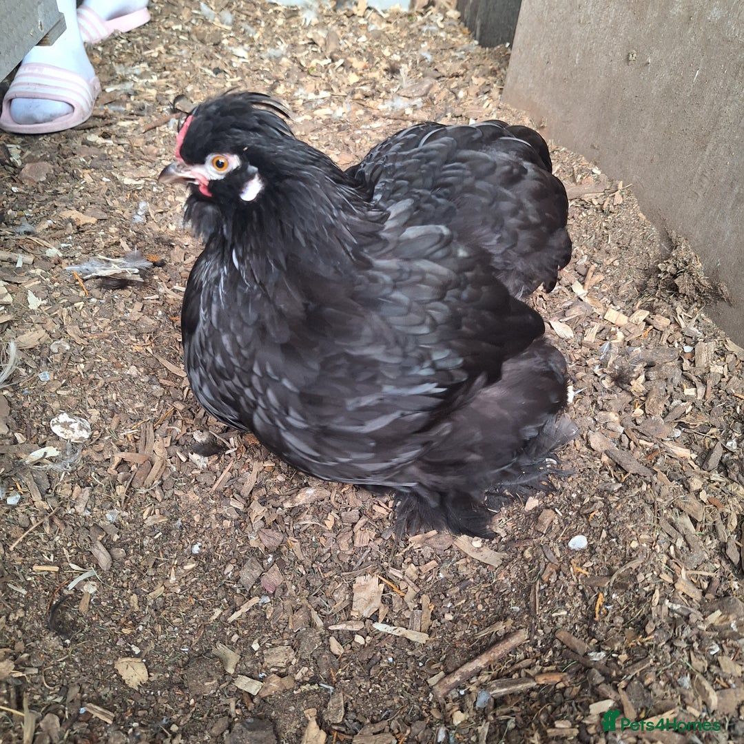 Chickens poultry for sale: Silkie and Silkie Pekin Hens - Image 1