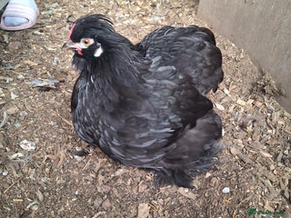 Chickens poultry - Advert 38