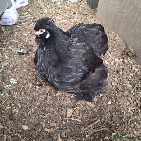 Chickens poultry - Advert 1