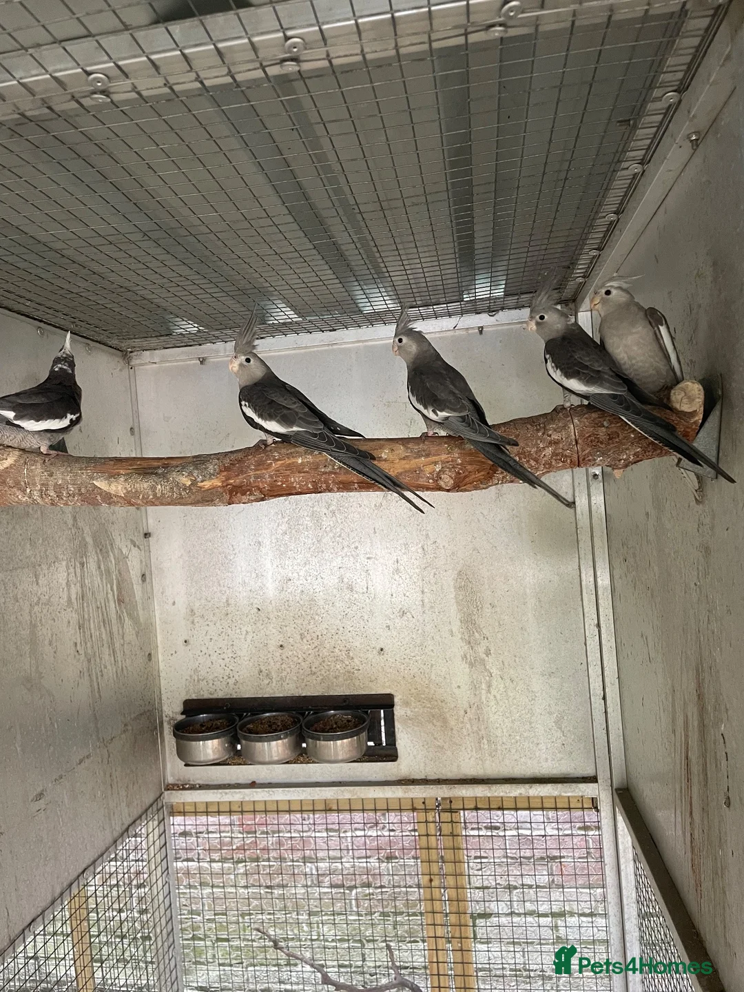 Cockatiels birds for sale: 2026 Young ALBINO / PIED /GREY Cockatiels  - Advert 34