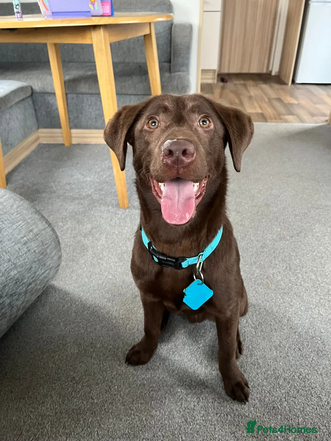 Labrador Retriever dogs for sale: Chocolate Labrador 7/8 Months in Cardiff - Advert 1
