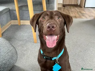 Labrador Retriever dogs Chocolate Labrador 7/8 Months - Advert 3