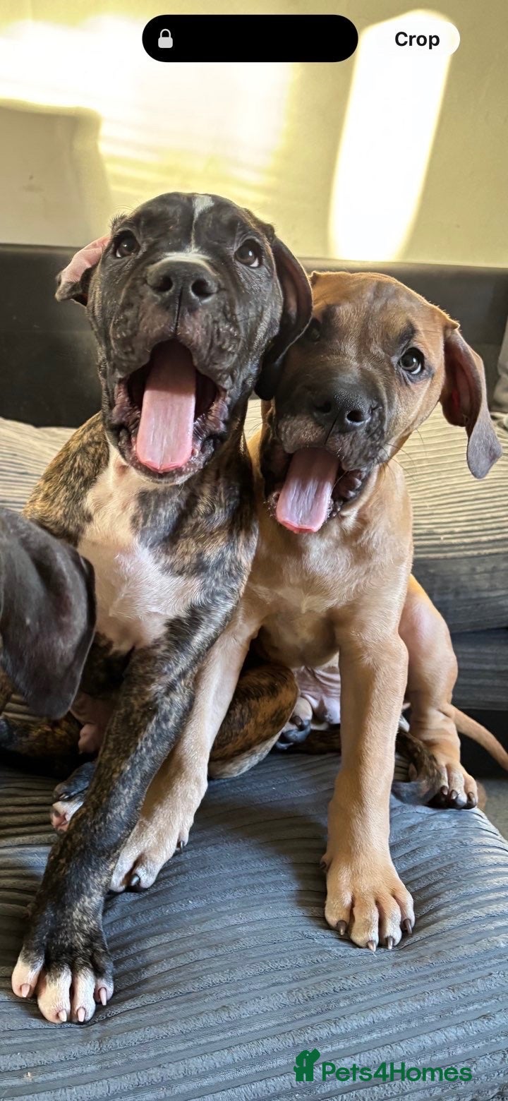 Mixed Breed dogs for sale: Bandogge mastiff pups  - Advert 10