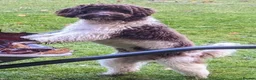 Toy Poodle dogs for stud: Brown Merle Poodle health tested - Advert 12