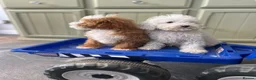 Cavapoo dogs for sale: Multigenerational Australian labradoodle cavapoo  - Advert 6