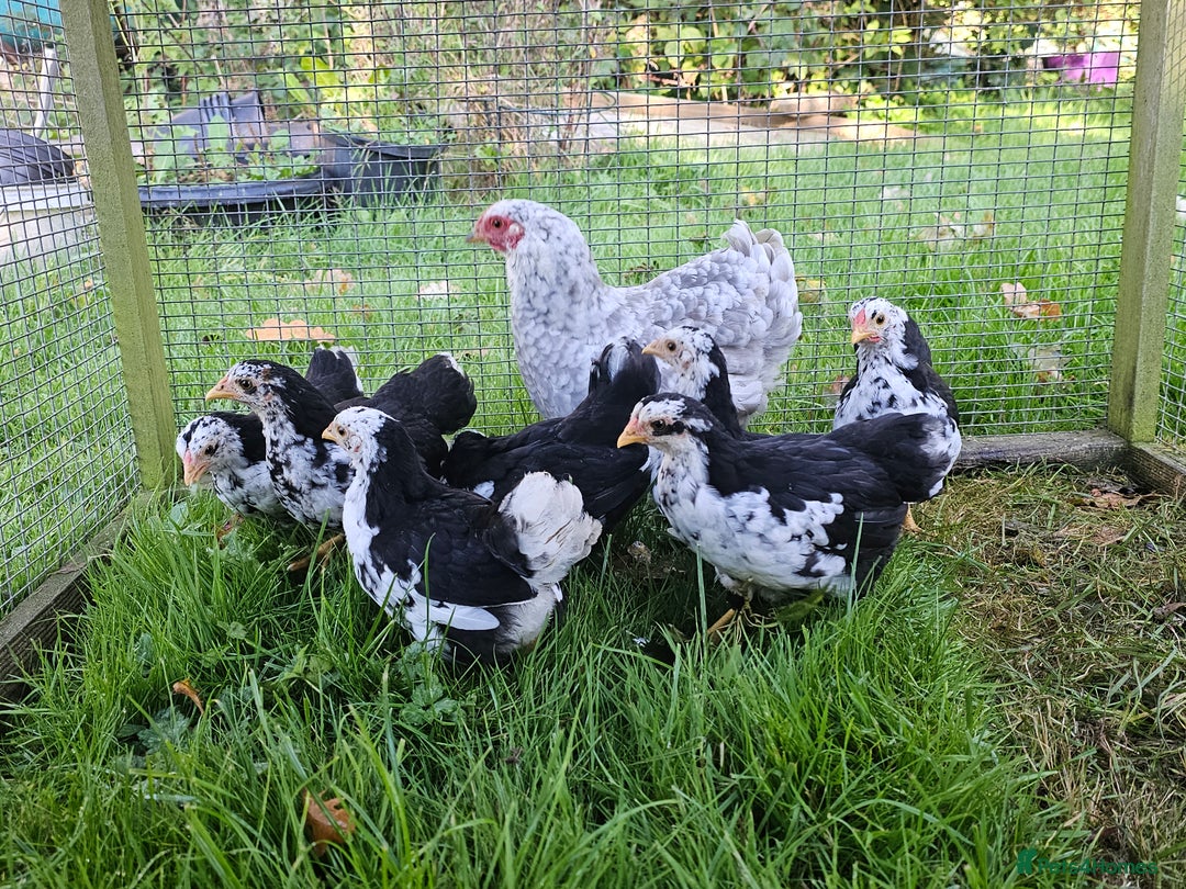 Chickens poultry for sale: Mottled Wyandottes, Le Bresse, Pita Pintas  - Image 14