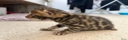 Bengal cats for sale: 4 bengal kittens  - Advert 20