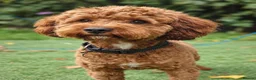 Cavapoo dogs for sale: Beautiful F2 Toy Cavapoo Puppies health tested  in Worcester - Advert 7