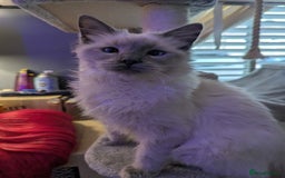 Ragdoll cats for sale: Beautiful ragdoll kitten.  - Image 2