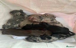 Dachshund dogs for sale: Dachshunds puppies for sale - Image 1