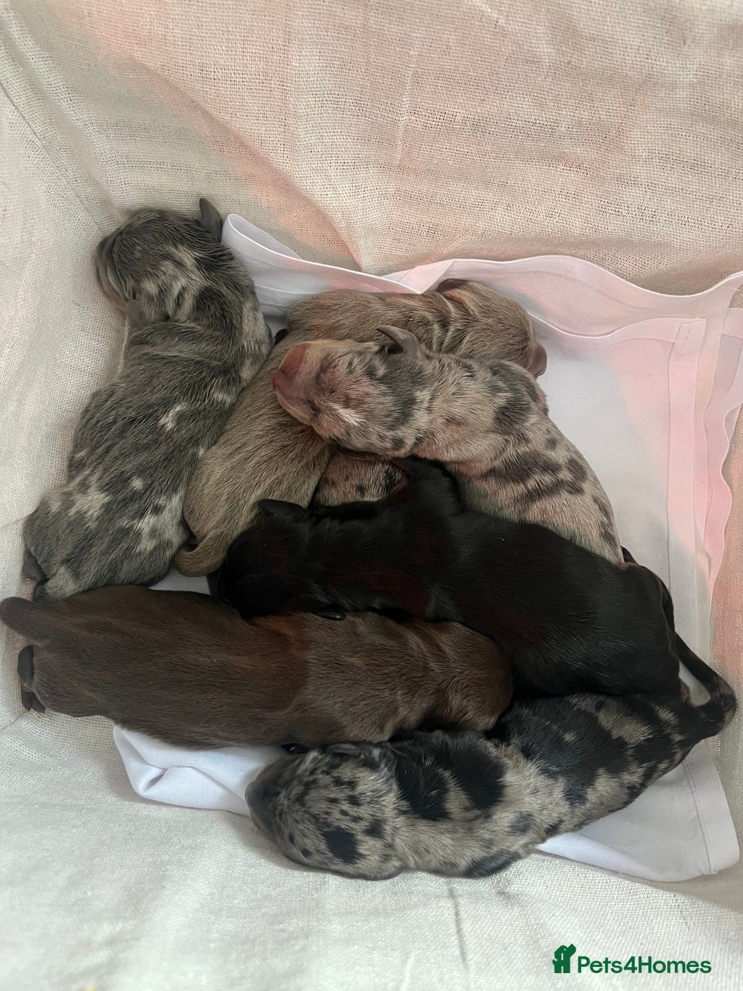 Dachshund dogs for sale: Dachshunds puppies for sale - Image 1