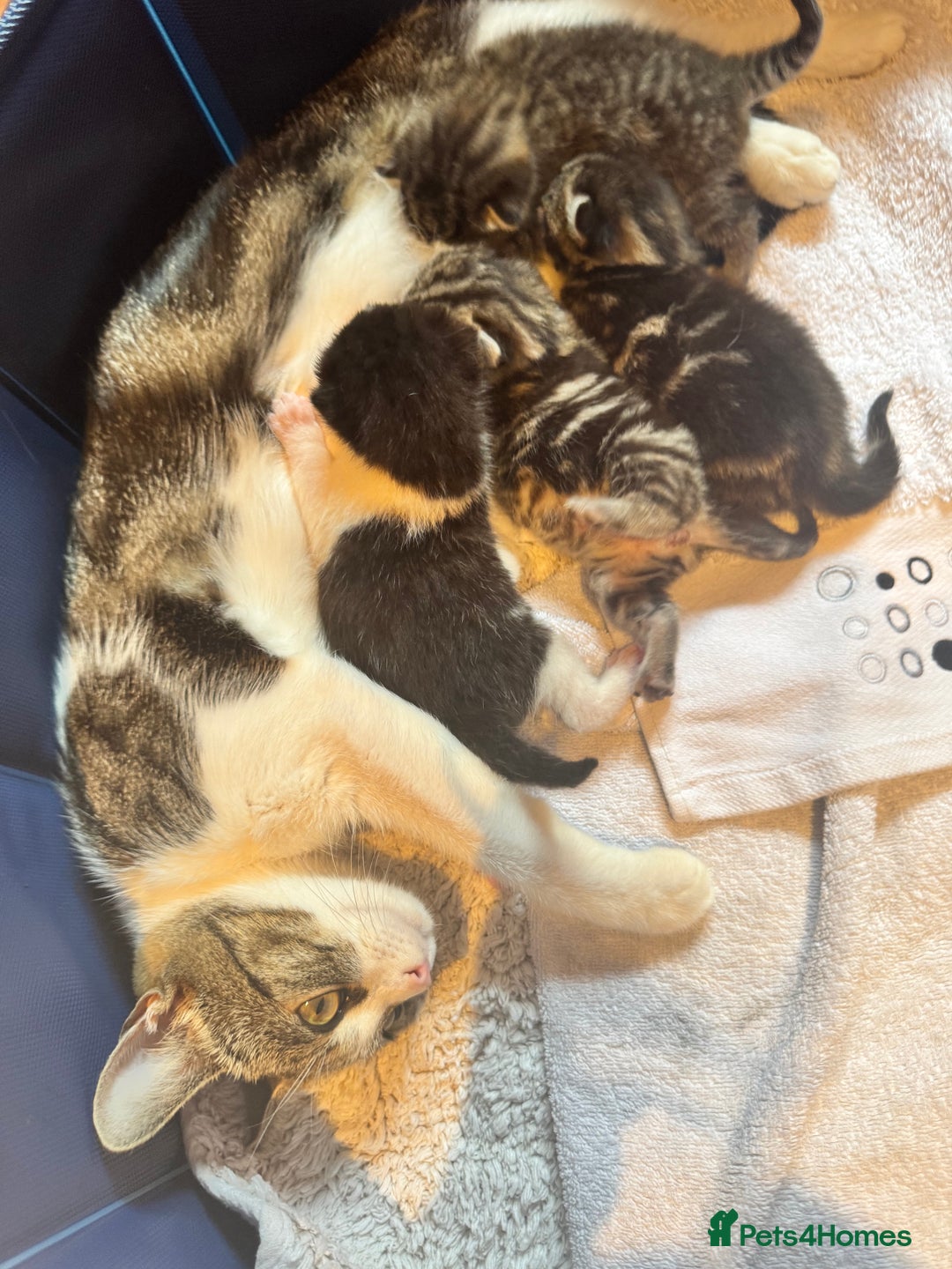 Mixed Breed cats for sale: Stunning  unique kittens  - Image 24