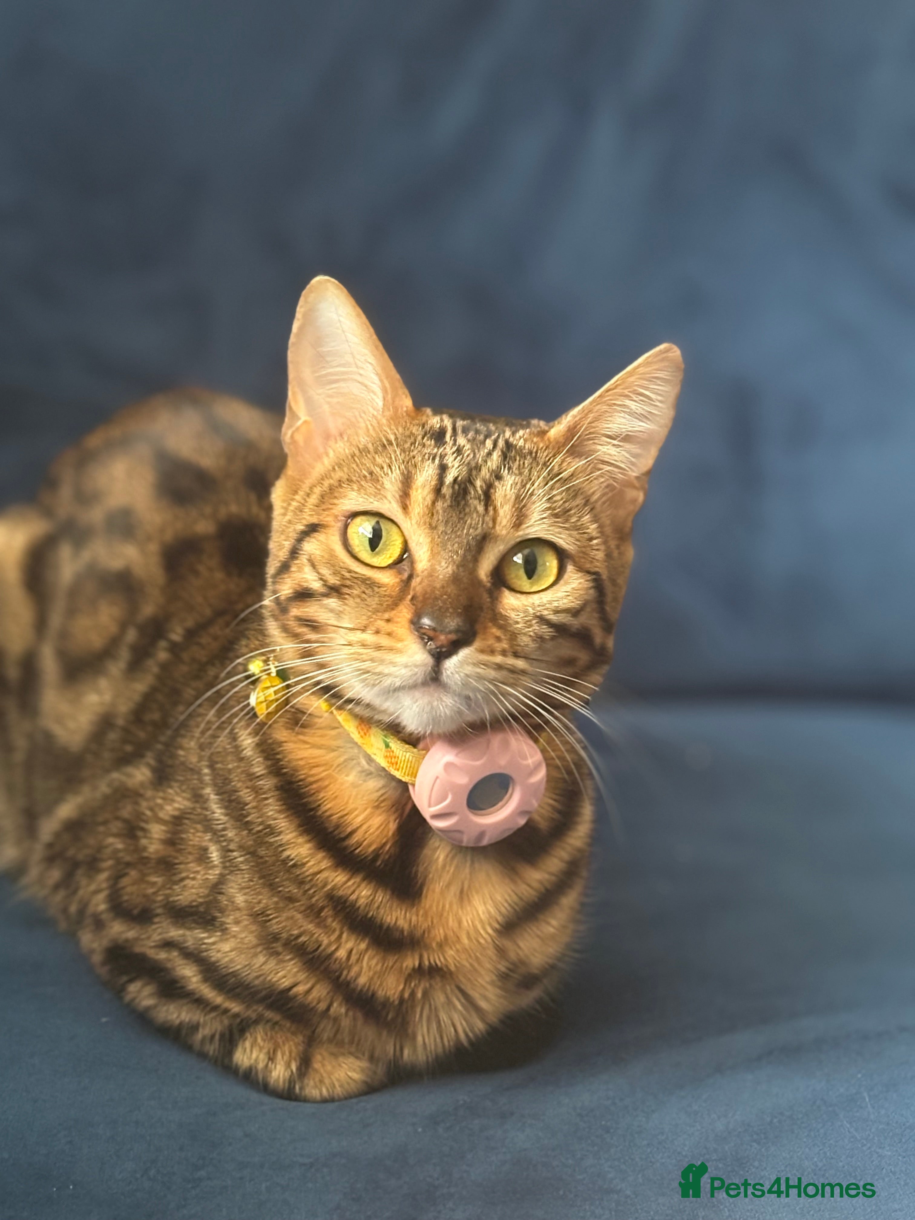 Bengal cats BEAUTIFUL Melanistic Bengal Girl - Advert 5