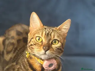 Bengal cats BEAUTIFUL Melanistic Bengal Girl - Advert 2