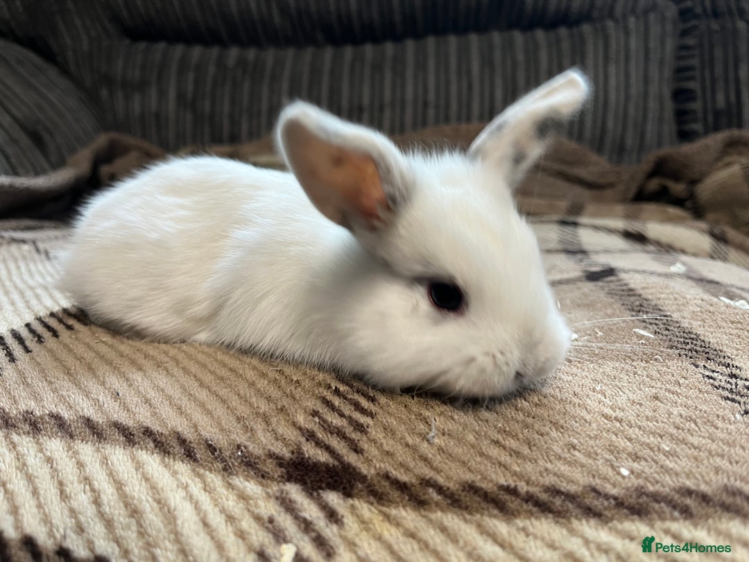 Mini Lop rabbits for sale: 7 beautiful mini lops  - Image 7