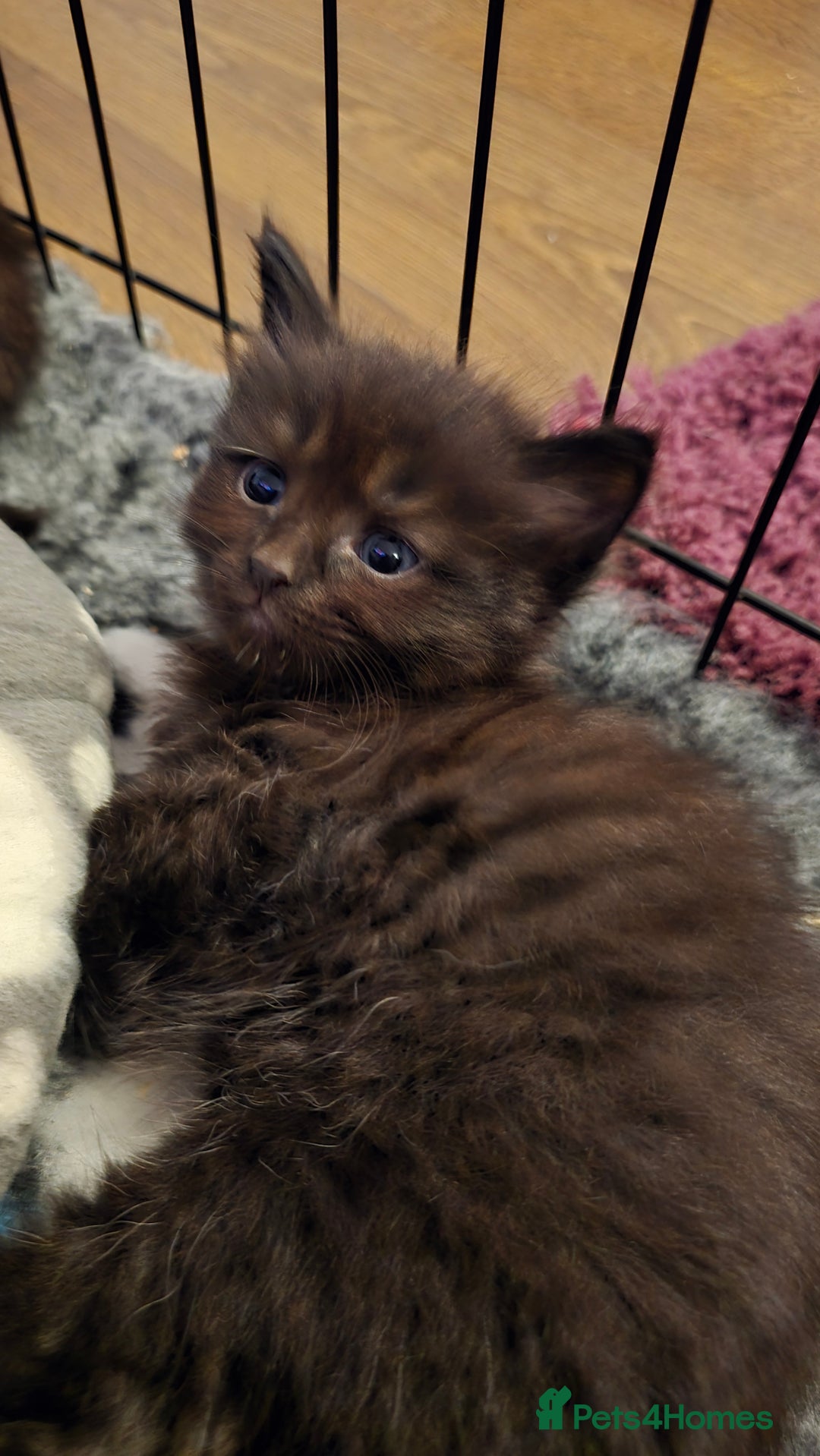 Maine Coon cats for sale: Stunning Maine Coon X  - Image 5