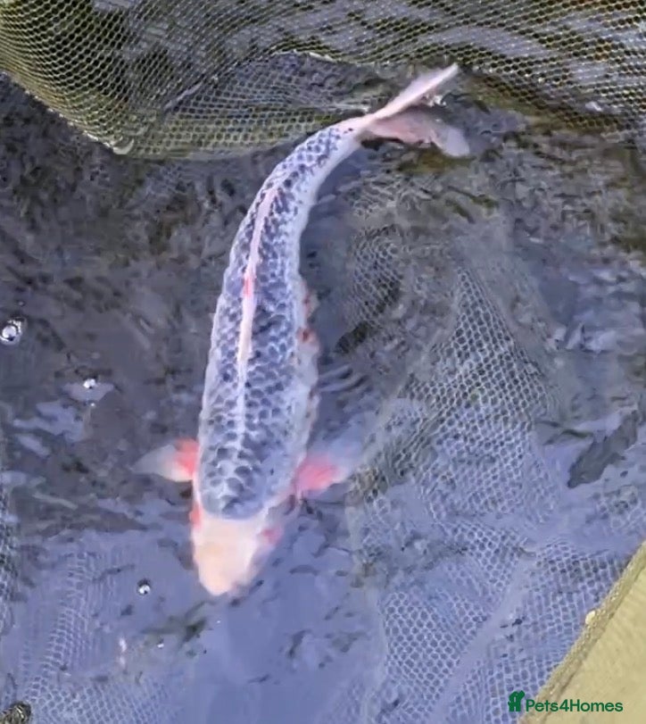 Koi Carp fish  1x40cm Asagi - Advert 22