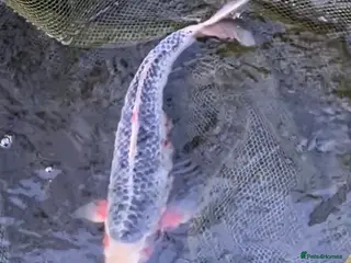 Koi Carp fish 1x40cm Asagi - Advert 22