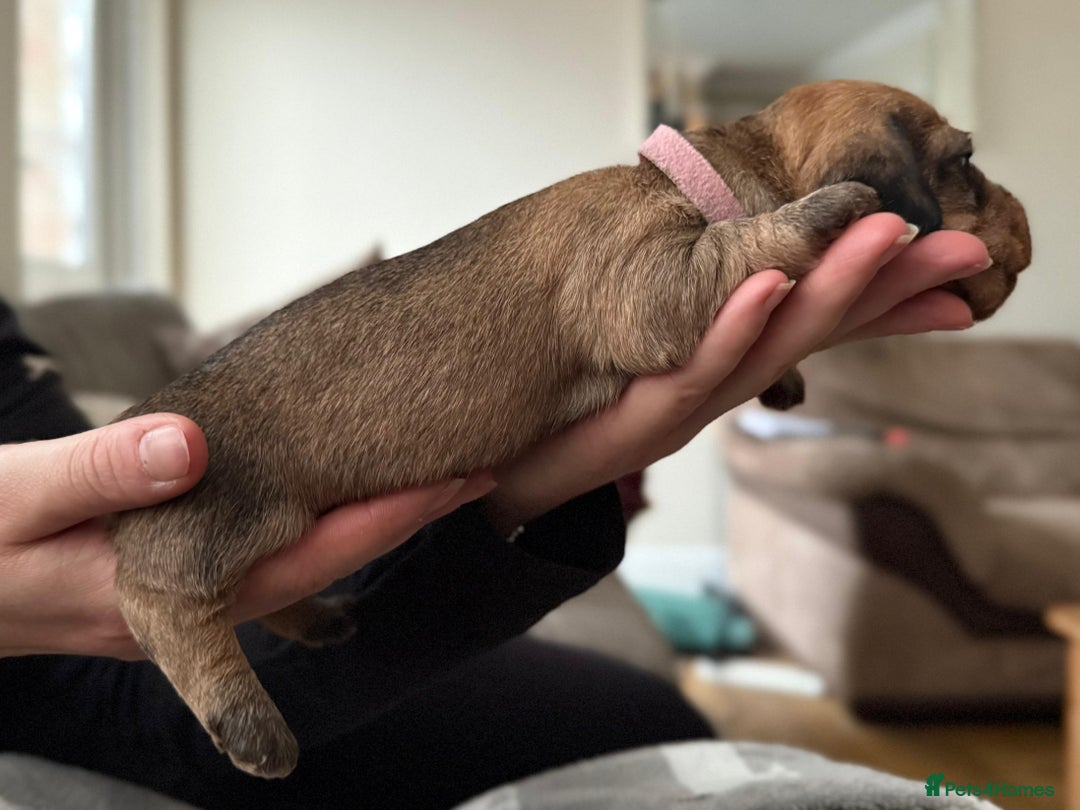 Miniature Dachshund dogs for sale: Supreme KC Miniature Wirehaired Dachshunds! - Advert 17