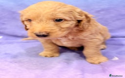 Mini Goldendoodle dogs for sale: Gorgeous Mini Goldendoodles By Therapy Asst Mom - Image 20