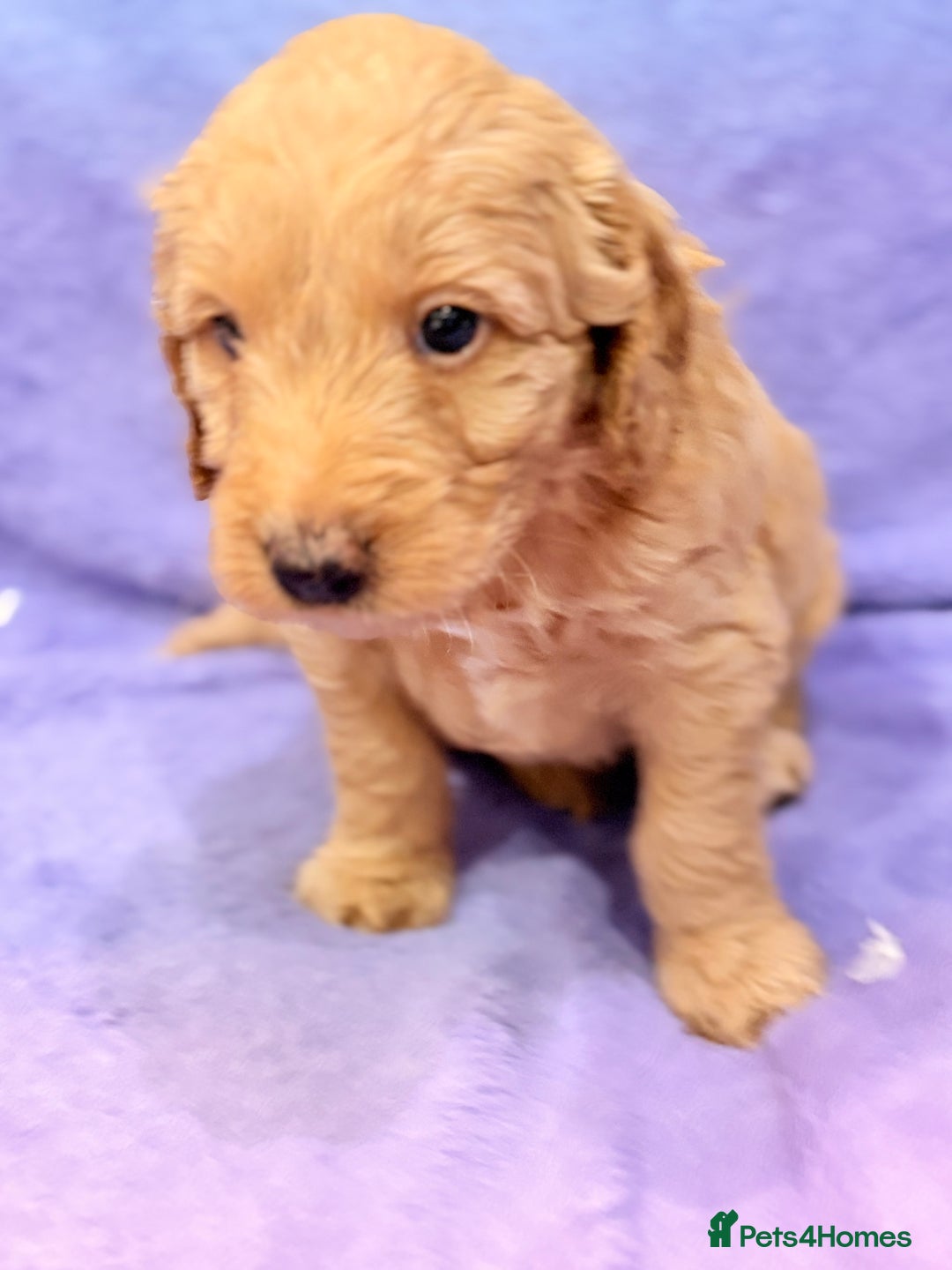 Mini Goldendoodle dogs for sale: Gorgeous Mini Goldendoodles By Therapy Asst Mom - Image 20