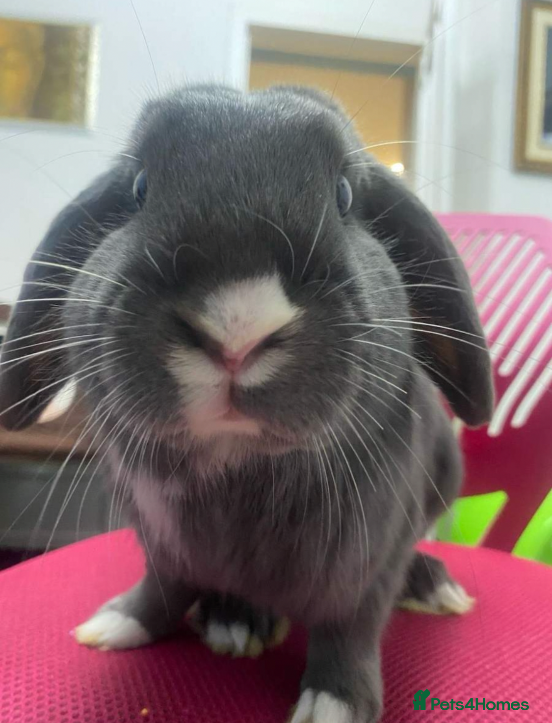 Mixed Breed rabbits pluto  - Advert 6