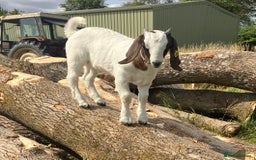 Goats livestock for sale: Trio of Boer wethers - Image 4