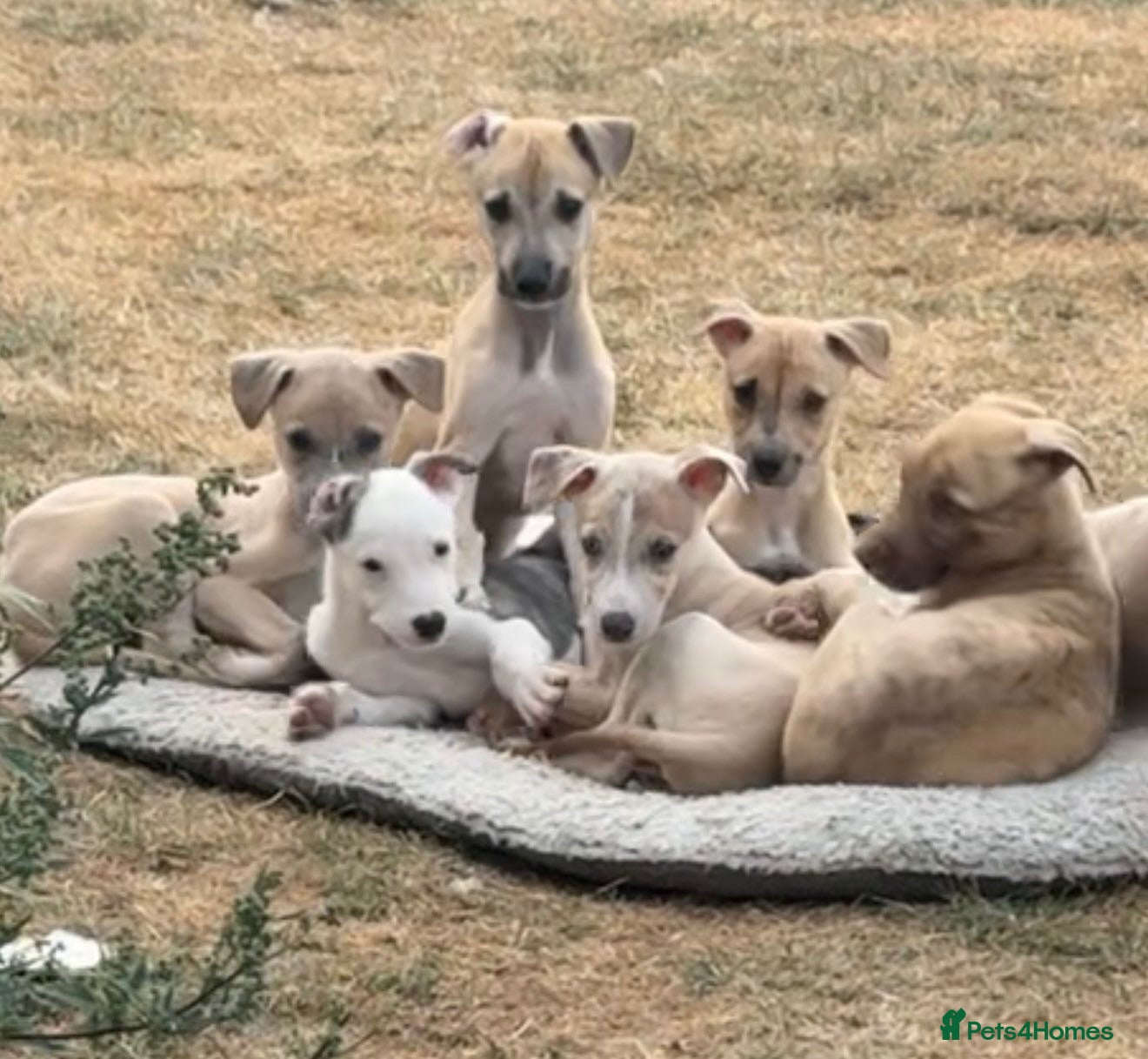 Lurcher dogs Collie whippet bull greyhound pups for sale  - Advert 1