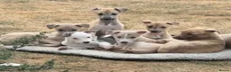 Lurcher dogs for sale: Collie whippet bull greyhound pups for sale  - Advert 1