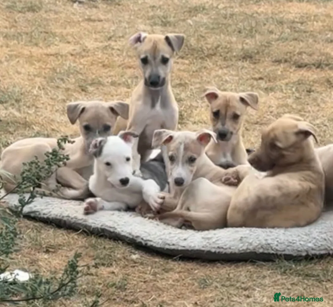 Lurcher dogs for sale: Collie whippet bull greyhound pups for sale  - Advert 1