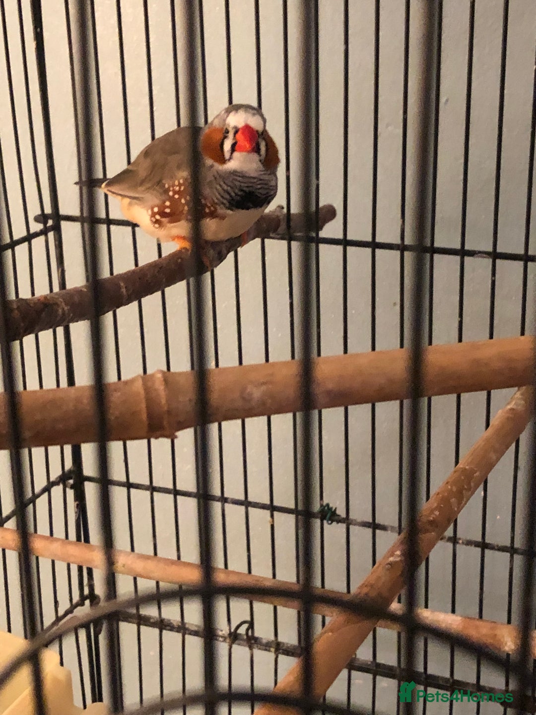 Finches birds for sale: Zebra finch needs a new home - Advert 1