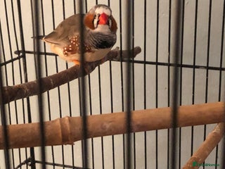 Finches birds Zebra finch needs a new home - Advert 2