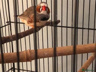 Finches birds Zebra finch needs a new home - Advert 10