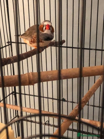Finches birds Zebra finch needs a new home - Advert 1