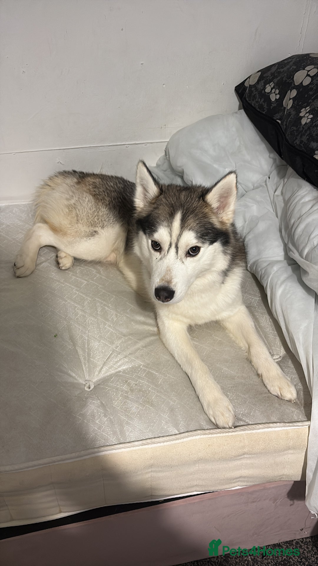 Siberian Husky dogs for sale: Siberian husky - Advert 3