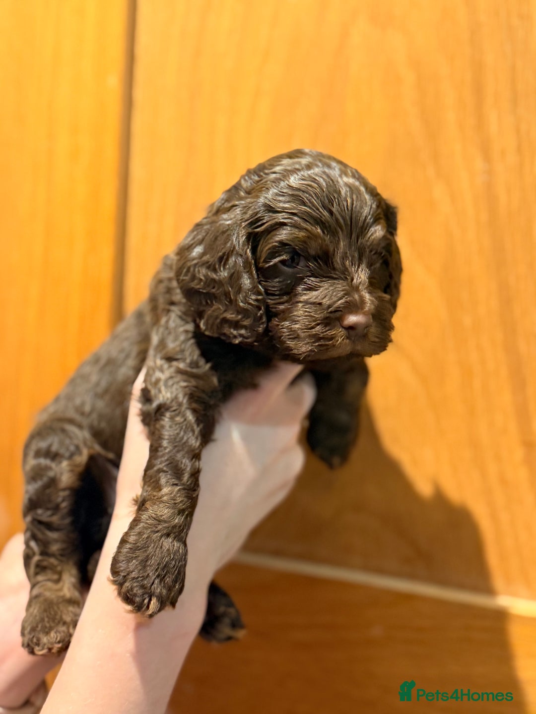 Cockapoo dogs for sale: Toy cockerpoo puppies  - Advert 11