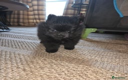 Pomeranian dogs for sale: Pomeranian miniature puppies  - Image 6