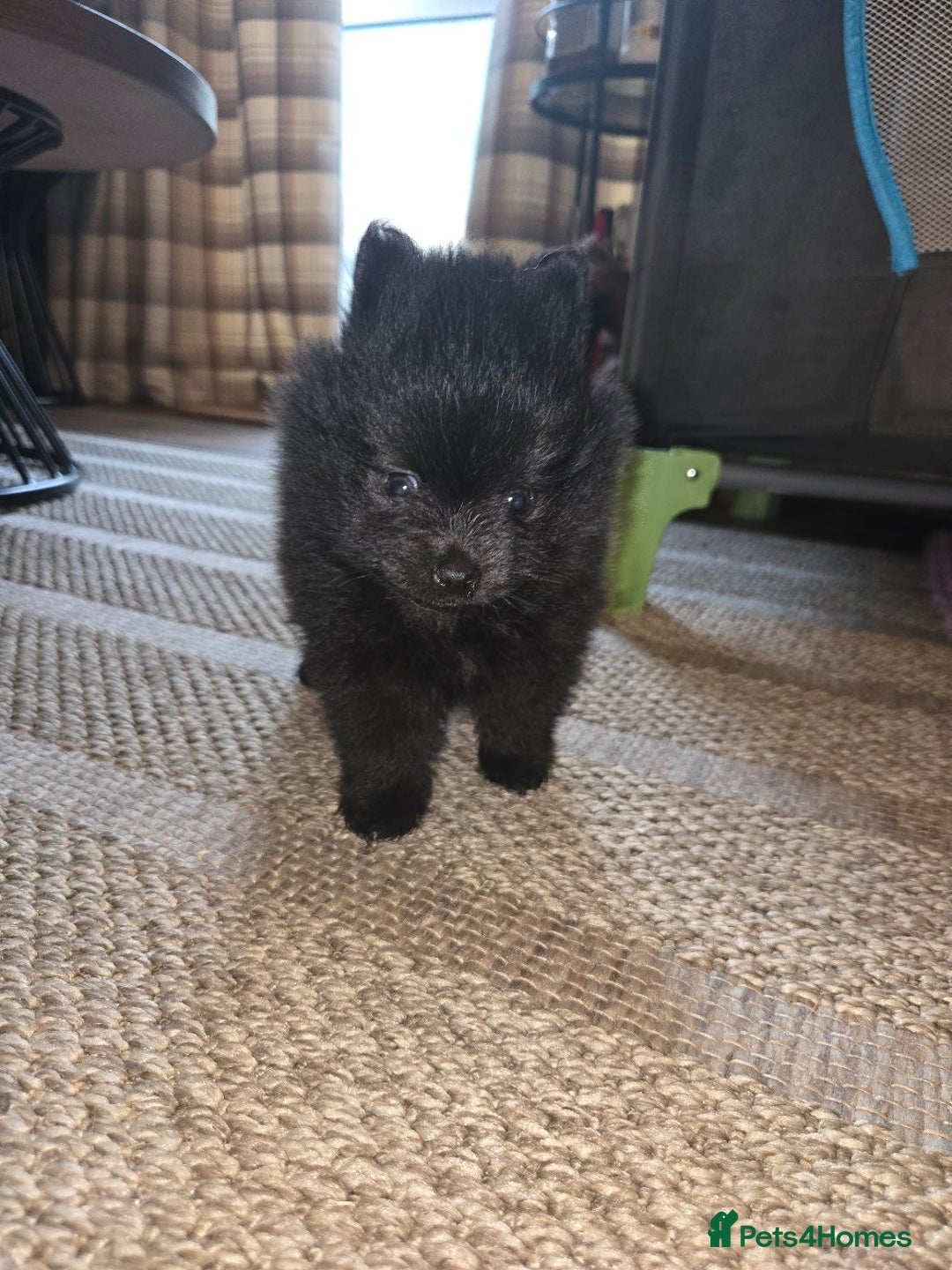 Pomeranian dogs for sale: Pomeranian miniature puppies  - Image 6