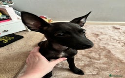 Mixed Breed dogs for sale: 3 puppies for sale - Image 9