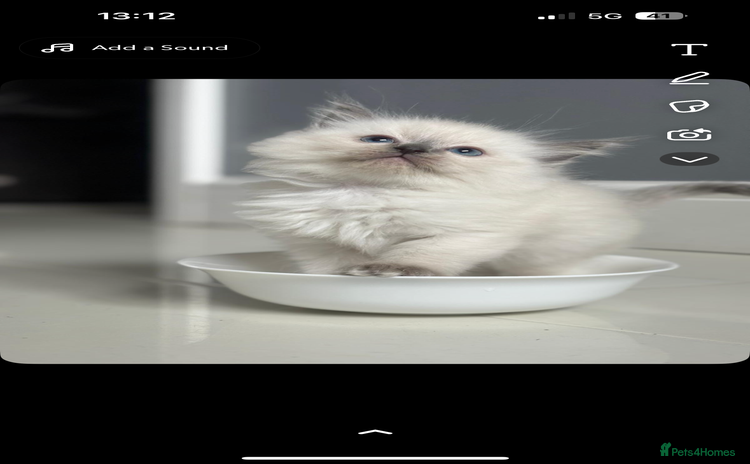 Ragdoll cats - Advert 10