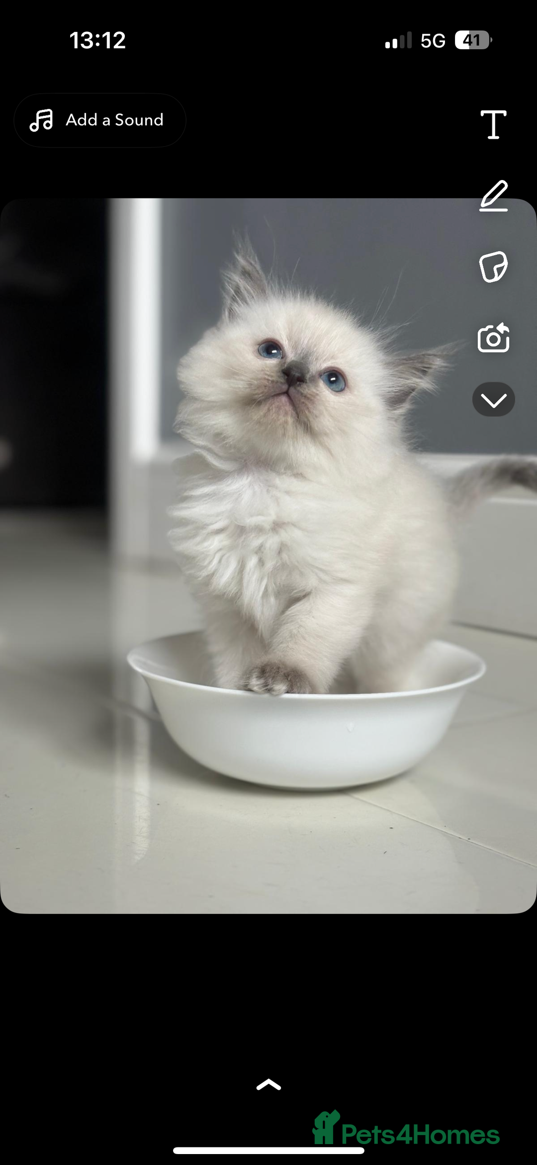 Ragdoll cats for sale: Ragdoll kittens - Image 1
