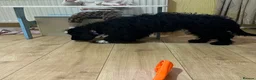 Mixed Breed dogs for sale: Coco jackapoo cross yorkie  in Norwich - Advert 7